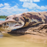Florida Python Hunting Regulations