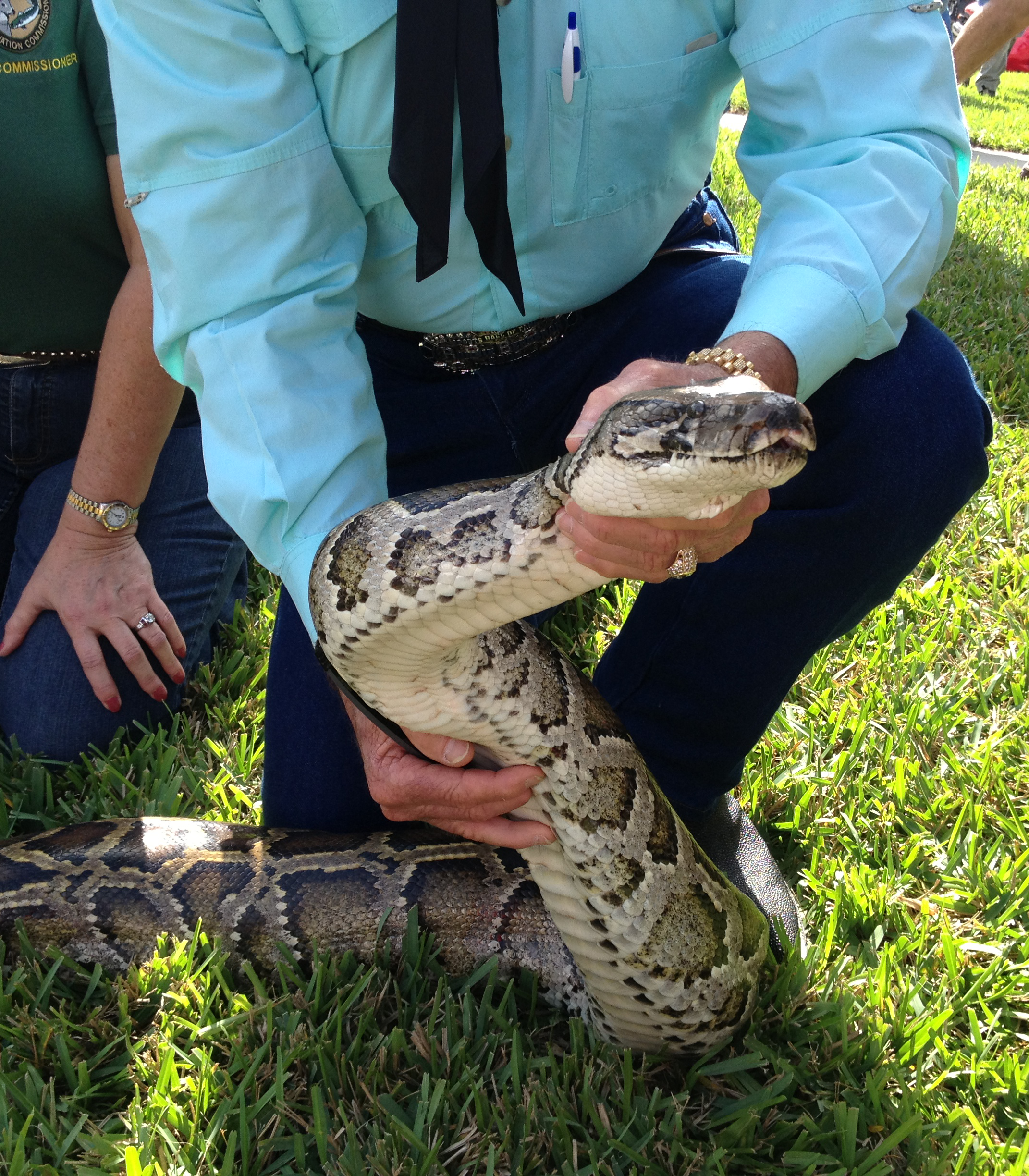 Florida Python